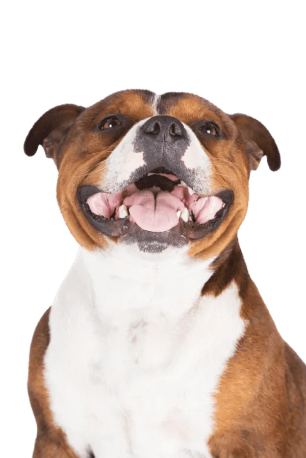 Staffordshire Bullterrier Bild