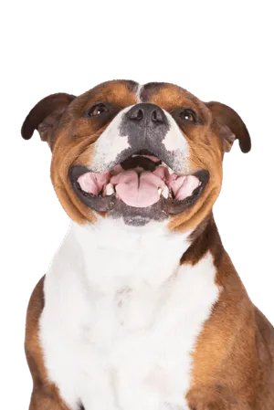 Staffordshire Bullterrier