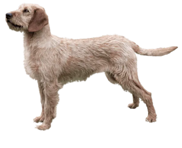 Steirische Rauhhaarbracke Bild