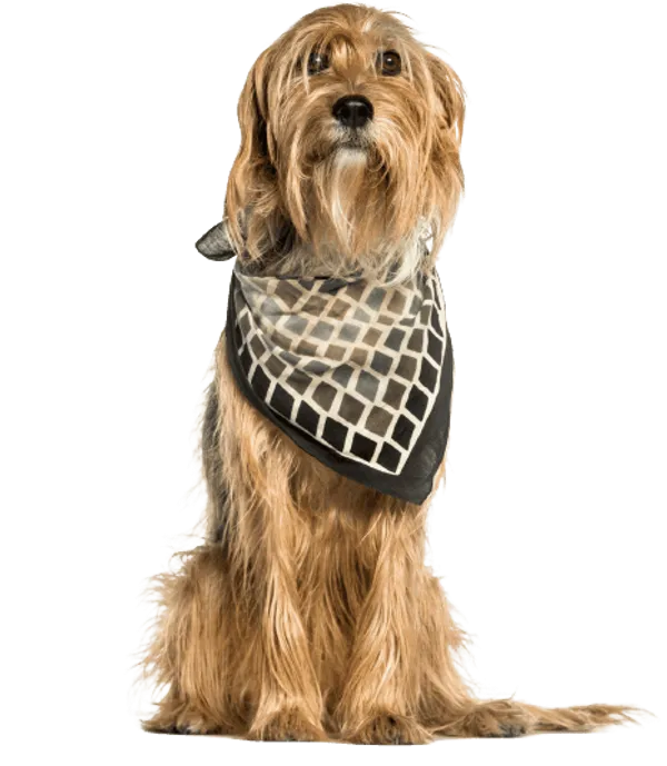 Stichelhaariger Bosnischer Laufhund – Barak Bild