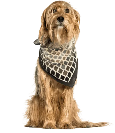 Bild für Stichelhaariger Bosnischer Laufhund – Barak