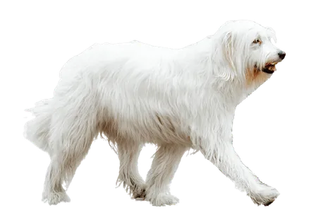 Suedrussischer-Owtscharka-adult