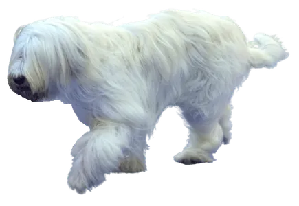 Suedrussischer-Owtscharka-adult-2