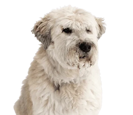 Bild für Südrussischer Owtscharka