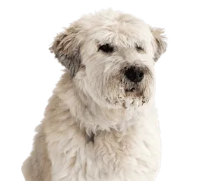 Südrussischer Owtscharka