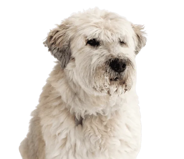 Südrussischer Owtscharka Bild