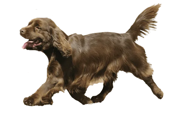 Sussex Spaniel Bild