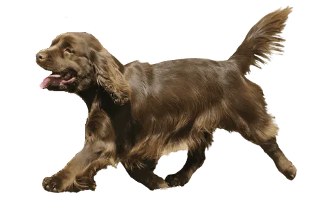 Bild für Sussex Spaniel