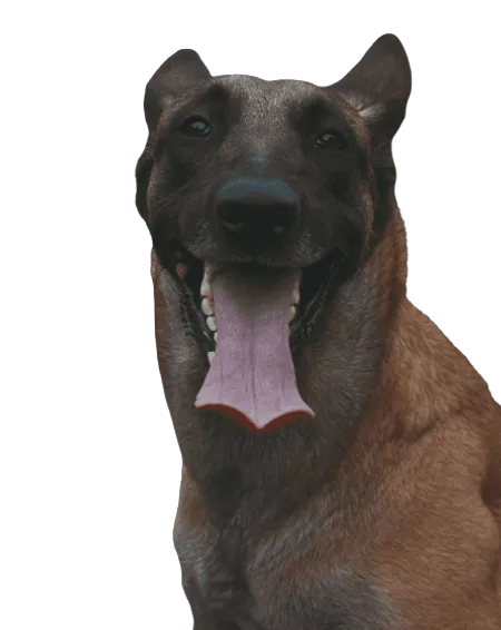 Bild für Taiwanhund