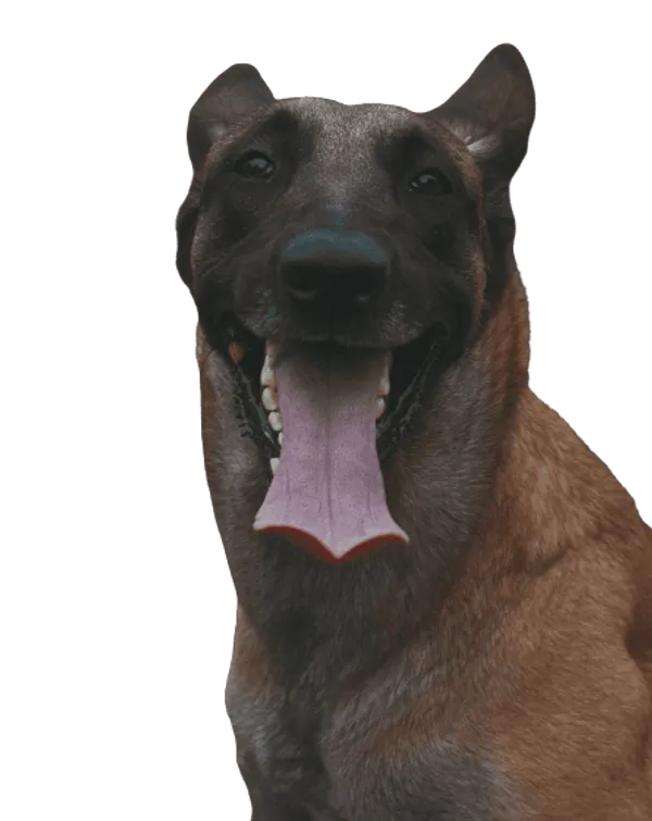 Taiwanhund Bild