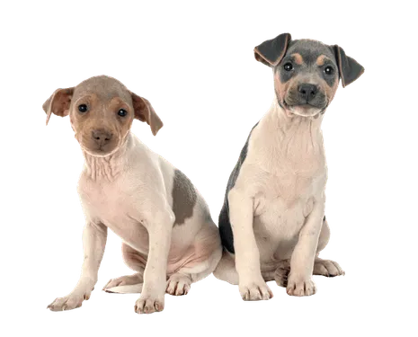 Terrier-Brasileiro-puppies