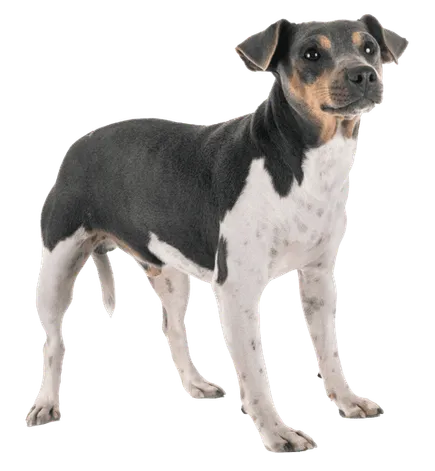 Terrier-Brasileiro-adult