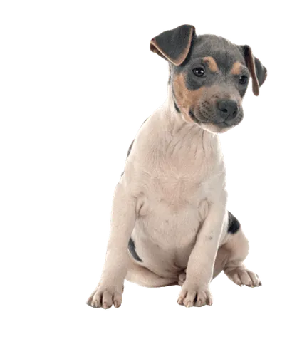Terrier-Brasileiro-1