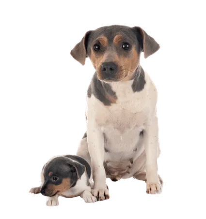 Terrier-Brasileiro-2