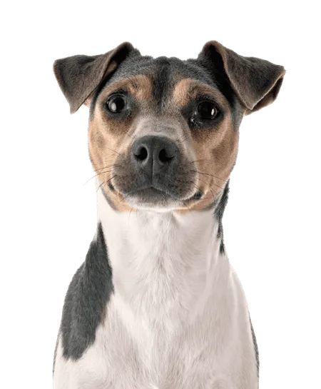 Bild für Terrier Brasileiro