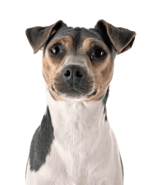 Terrier Brasileiro Bild