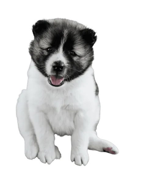Thai-Bangkaew-Dog-7