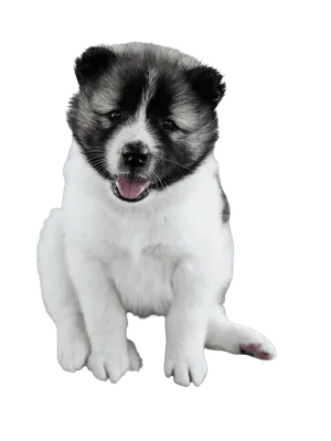 Thai-Bangkaew-Dog-7