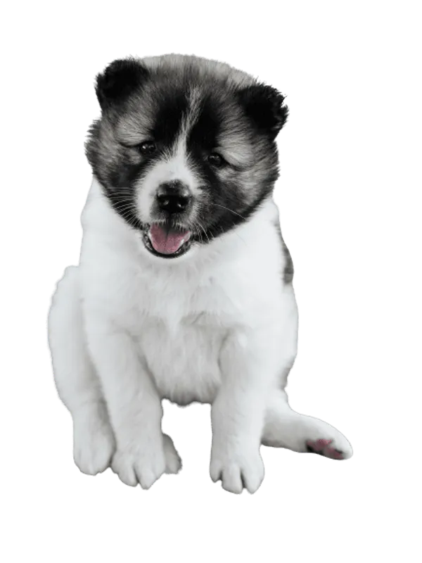 Thai-Bangkaew-Dog-7