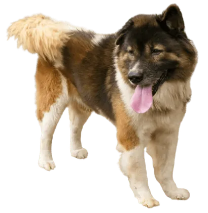 Thai-Bangkaew-Dog-4