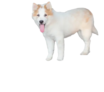 Thai-Bangkaew-Dog-3