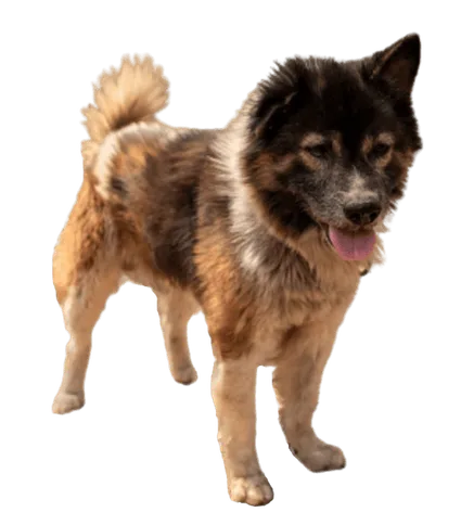 Thai-Bangkaew-Dog-2
