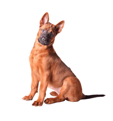 Thai-Ridgeback-3