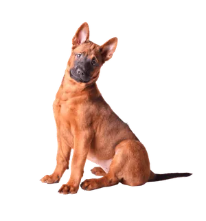 Thai-Ridgeback-3