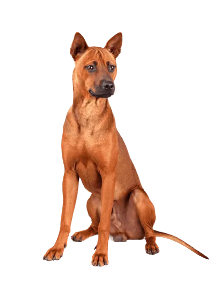 Thai-Ridgeback-5