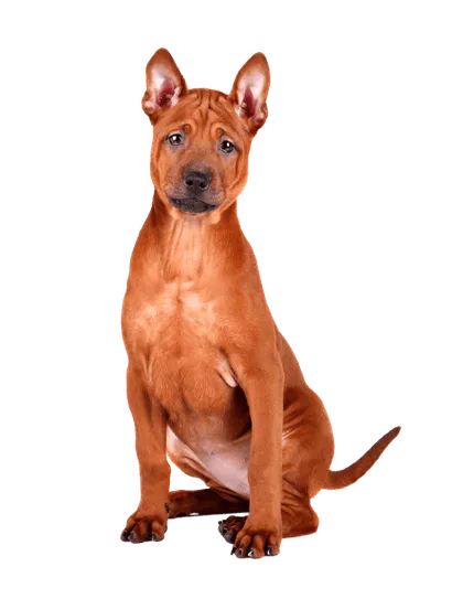 Thai-Ridgeback-6