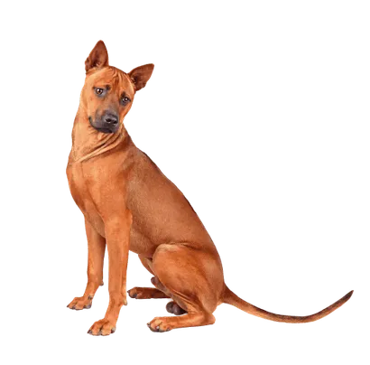 Thai-Ridgeback-2