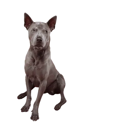 Thai-Ridgeback-4