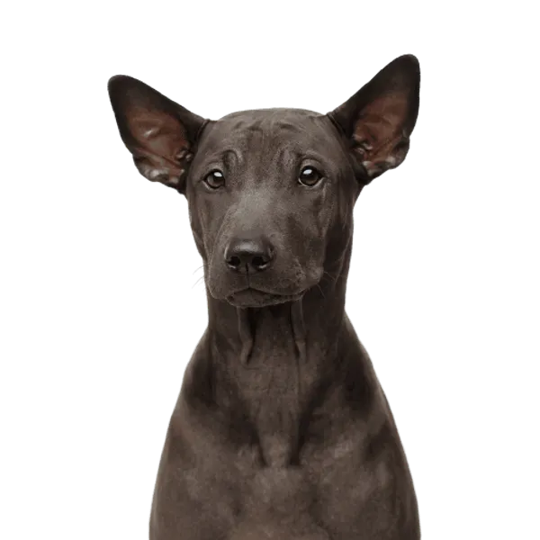 Thai Ridgeback Bild