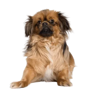 Tibet-Spaniel-4