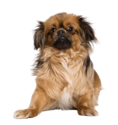 Tibet-Spaniel-4