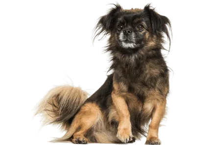 Tibet-Spaniel-3-1