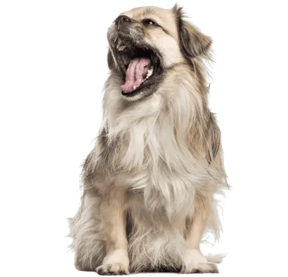 Tibet-Spaniel-5