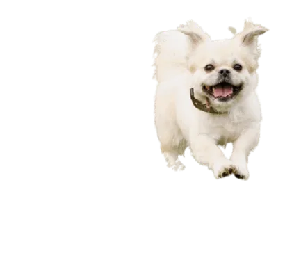Tibet-Spaniel-6