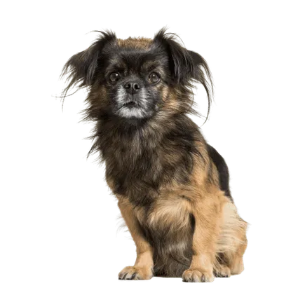 Tibet-Spaniel-7
