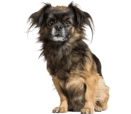 Bild für Tibet-Spaniel