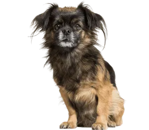 Tibet-Spaniel