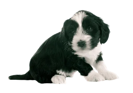 Tibet-Terrier-6
