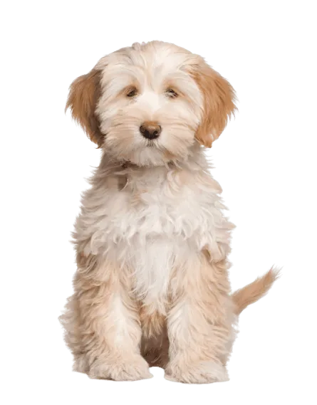 Tibet-Terrier-5
