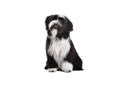 Tibet-Terrier-3