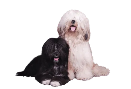 Tibet-Terrier-2