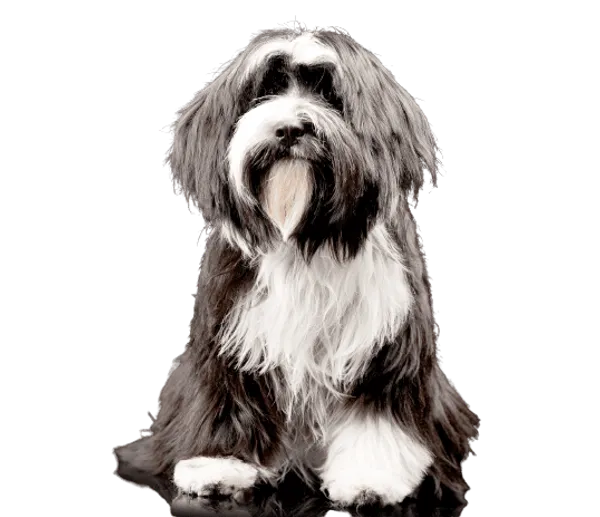 Tibet-Terrier Bild