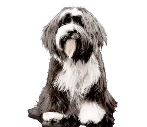 Tibet-Terrier