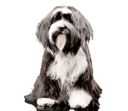 Bild für Tibet-Terrier