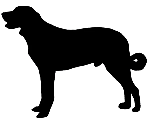 Transmontano-Hirtenhund Bild