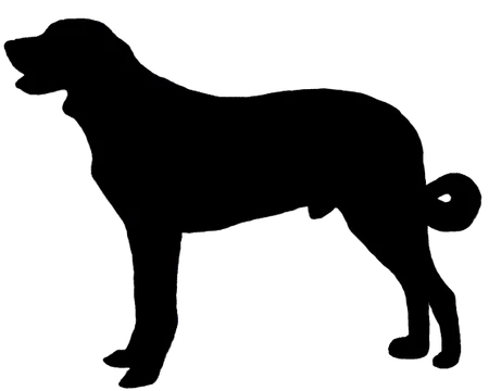 Bild für Transmontano-Hirtenhund